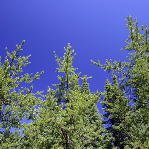 Cime pins et ciel 1175
