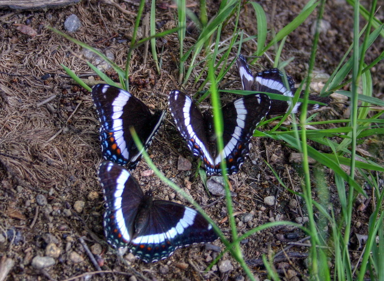 Papillons_HDR.jpg