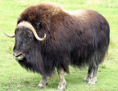 Chef des bisons 3111.jpg