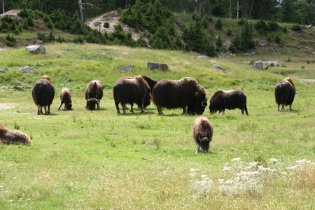 Troupeau bisons 3109.jpg