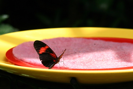 Papillon 3453.jpg