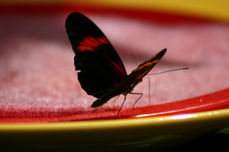 Papillon 3454.jpg
