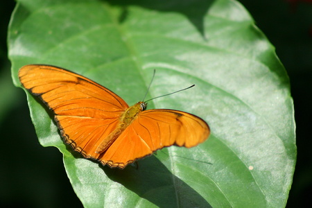 Papillon 3457.jpg