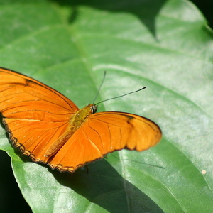Papillon 3457.jpg