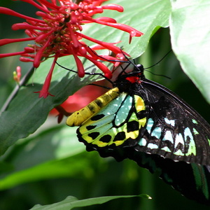 Papillon 3460.jpg