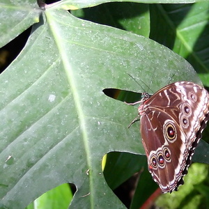 Papillon 3472.jpg