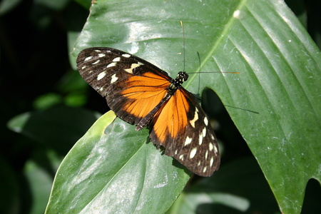 Papillon 3473.jpg