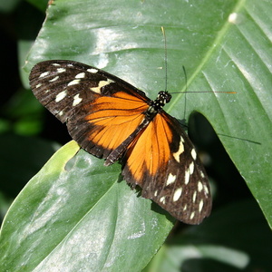 Papillon 3473.jpg