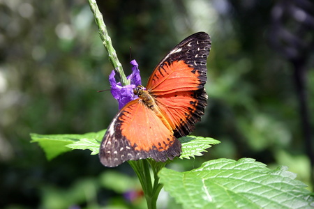 Papillon 3474.jpg