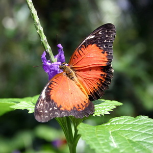 Papillon 3474.jpg