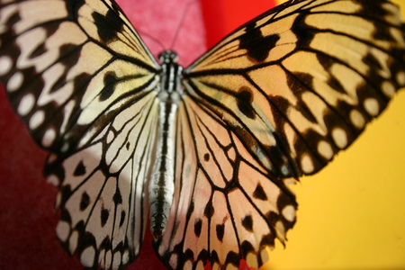 Papillon 3476.jpg