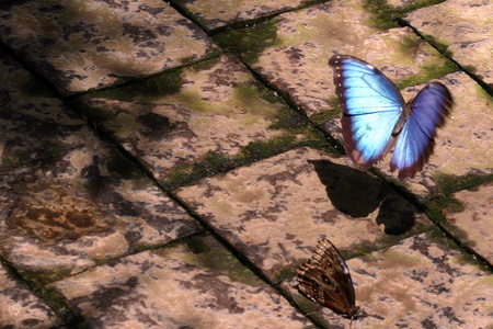 Papillon bleu 3464.jpg