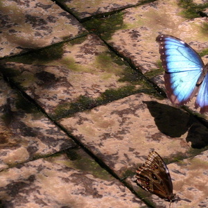 Papillon bleu 3464.jpg