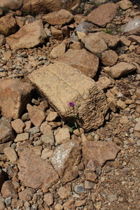 Une fleur pousse parmi ces rochers