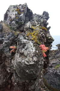 Fleurs poussant sur de la roche!