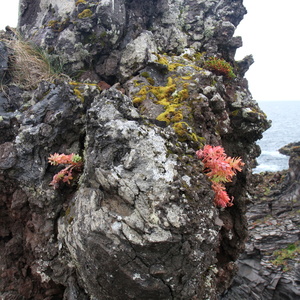 Fleurs poussant sur de la roche!